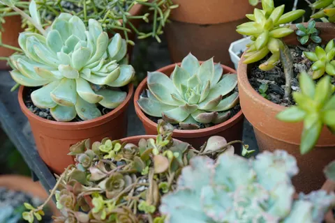 Succulents 4K Wallpaper · flowers · 3840×2560