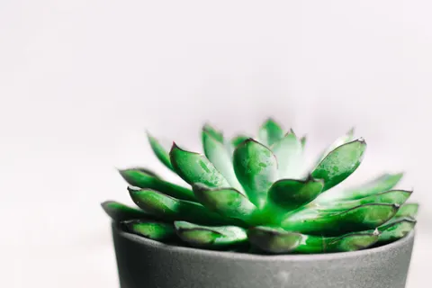 Succulents 4K Wallpaper · flowers · 3840×2560