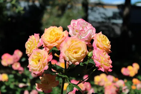 Rosengarten 4K Hintergrundbild · flowers · 3840×2560
