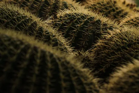Succulents 4K Wallpaper · flowers · 3840×2560