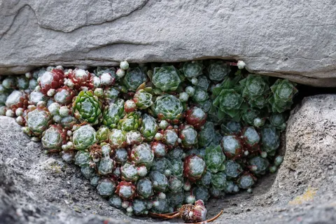 Succulents 4K Wallpaper · flowers · 3840×2561
