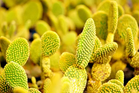 Succulents 4K Wallpaper · flowers · 3840×2560