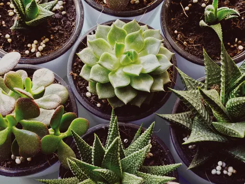 Succulents 4K Wallpaper · flowers · 3840×2880