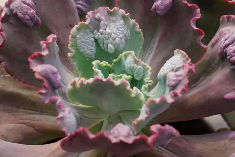 Succulents 4K Wallpaper · flowers · 3840×2561