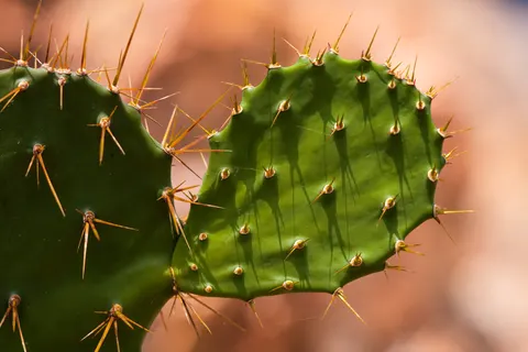 Succulents 4K Wallpaper · flowers · 3840×2560