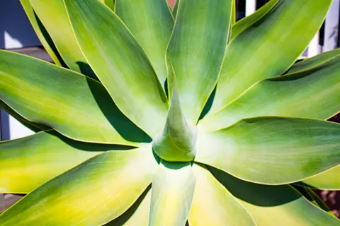 Succulents 4K Wallpaper · flowers · 3840×2560