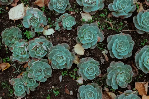 Succulents 4K Wallpaper · flowers · 3840×2560