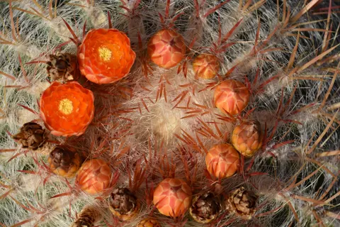 Succulents 4K Wallpaper · flowers · 3840×2560