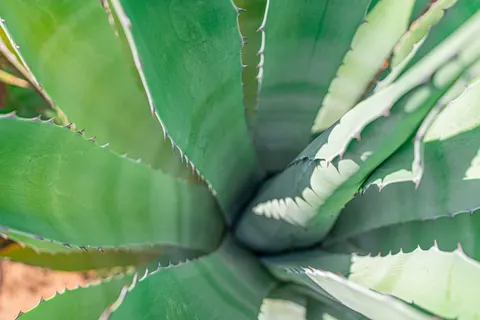 Succulents 4K Wallpaper · flowers · 3840×2560