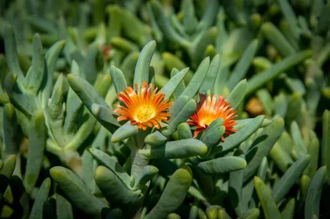 Succulents 4K Wallpaper · flowers · 3840×2553