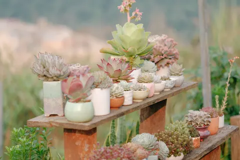Succulents 4K Wallpaper · flowers · 3840×2560