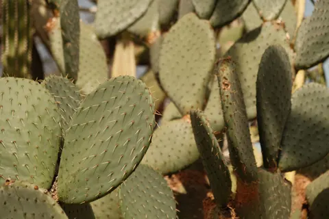 Succulents 4K Wallpaper · flowers · 3840×2560