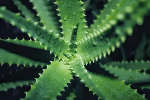 Succulents 4K Wallpaper · flowers · 3840×2560