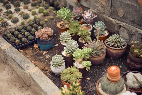Succulents 4K Wallpaper · flowers · 3840×2560