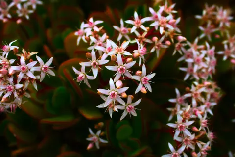 Succulents 4K Wallpaper · flowers · 3840×2560