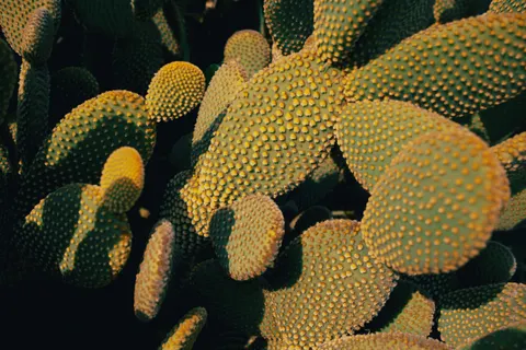 والپیپر گیاهان گوشتی با کیفیت 4K · flowers · 3840×2560