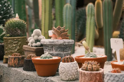 Succulents 4K Wallpaper · flowers · 3840×2560