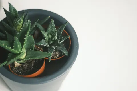 Succulents 4K Wallpaper · flowers · 3840×2560