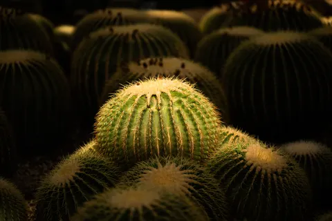 Succulents 4K Wallpaper · flowers · 3840×2560