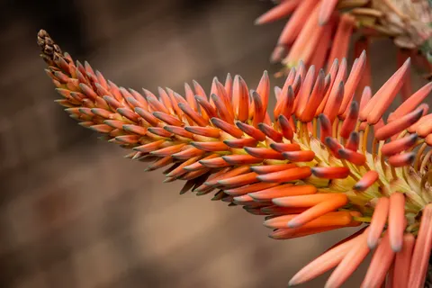 Succulents 4K Wallpaper · flowers · 3840×2561