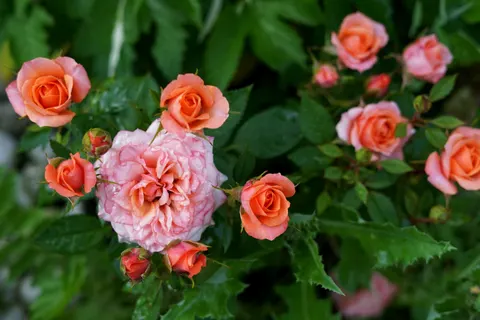 Rosengarten 4K Hintergrundbild · flowers · 3840×2560