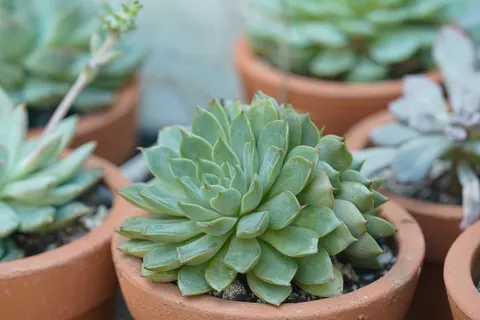 Succulents 4K Wallpaper · flowers · 3840×2560