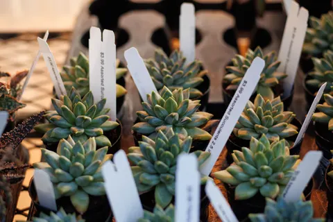 Succulents 4K Wallpaper · flowers · 3840×2560