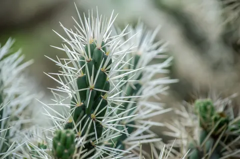 Succulents 4K Wallpaper · flowers · 3840×2553