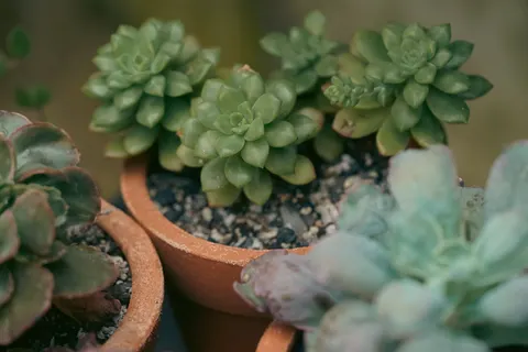 Succulents 4K Wallpaper · flowers · 3840×2560