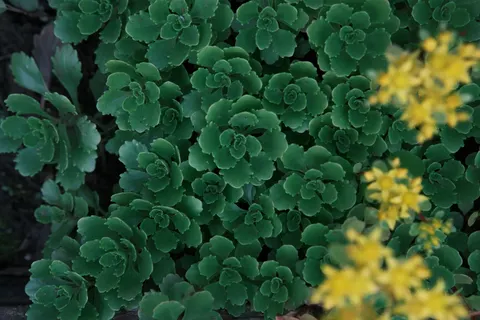 Succulents 4K Wallpaper · flowers · 3840×2560