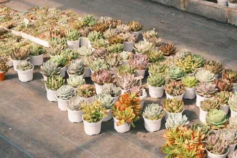 Succulents 4K Wallpaper · flowers · 3840×2560