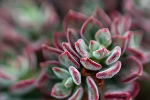 Succulents 4K Wallpaper · flowers · 3840×2560