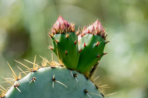 Succulents 4K Wallpaper · flowers · 3840×2561