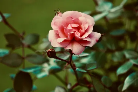 Fondo de pantalla Jardín de Rosas 4K · flowers · 3840×2560