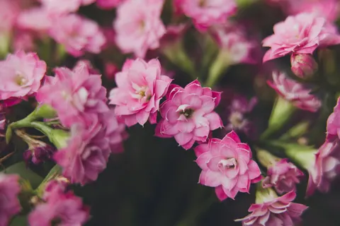 Succulents 4K Wallpaper · flowers · 3840×2560