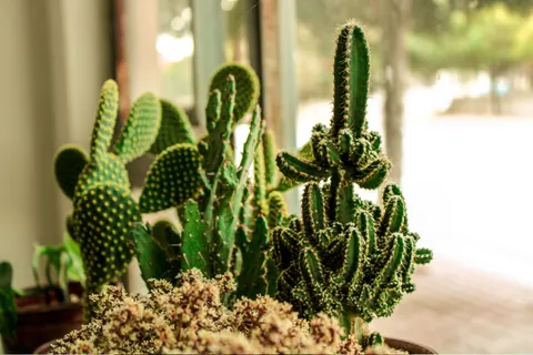 Succulents 4K Wallpaper · flowers · 3840×2560