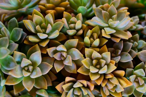 Hình nền Sen đá 4K · flowers · 3840×2560