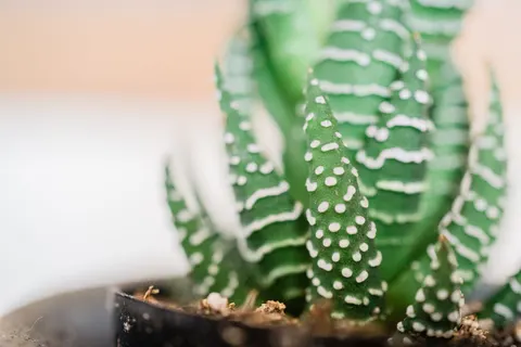 Succulents 4K Wallpaper · flowers · 3840×2560