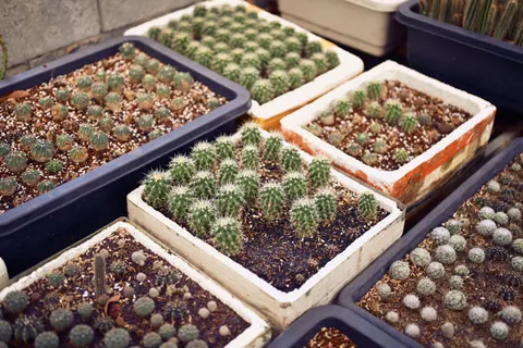 Succulents 4K Wallpaper · flowers · 3840×2560