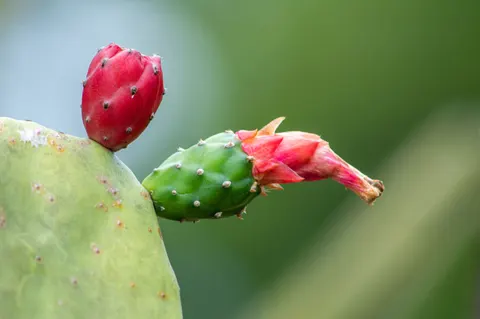 Succulents 4K Wallpaper · flowers · 3840×2553