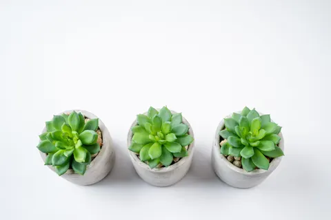 Succulents 4K Wallpaper · flowers · 3840×2560