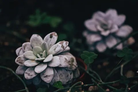 Vetplanten 4K-achtergrond · flowers · 3840×2560