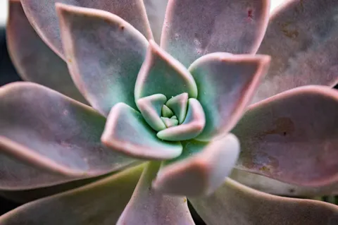 Succulents 4K Wallpaper · flowers · 3840×2553