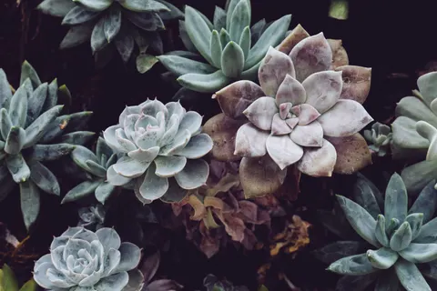 Succulents 4K Wallpaper · flowers · 3840×2560