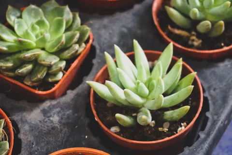 Sukkulenten 4K Hintergrundbild · flowers · 3840×2560