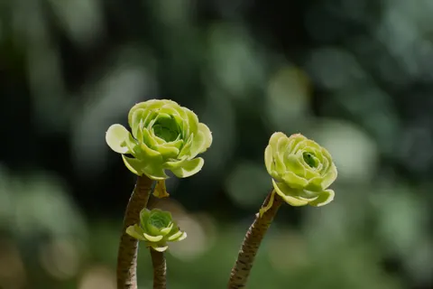 Succulents 4K Wallpaper · flowers · 3840×2560