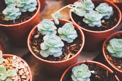 Sukkulenten 4K Hintergrundbild · flowers · 3840×2560