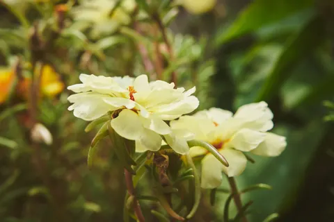 Succulents 4K Wallpaper · flowers · 3840×2560
