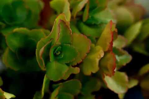 Sukkulenten 4K Hintergrundbild · flowers · 3840×2560