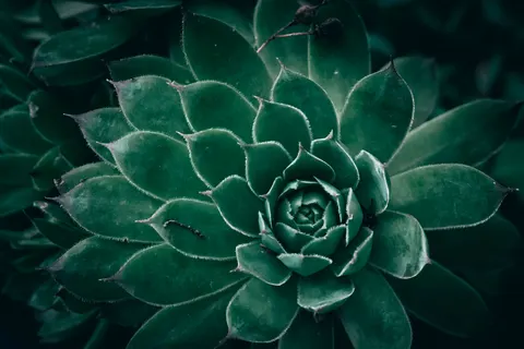 Succulents 4K Wallpaper · flowers · 3840×2560